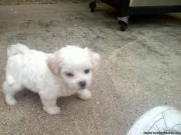 She is also called a chihuahua maltese mix, a malachi and a maltechi. Malchi Maltese Chihuahua Mix Price 250 00 For Sale In Ocean Springs Mississippi Best Pets Online