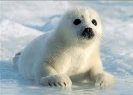 Image result for seal
