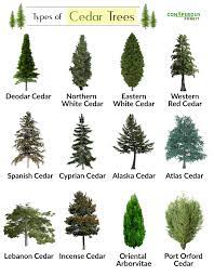 Once a western red cedar is cut down, it dries quickly and experiences little. Cedar Tree Facts Types Identification Diseases Pictures