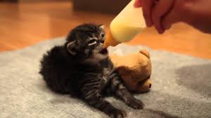 Follow along at @kittenxlady or facebook.com/kittenxlady. Bottle Feeding Tiny Kitten Ear Wiggles Hiccups Youtube