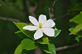 Gardenia Flower Meaning And Symbolism