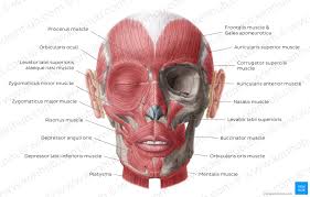 Diagram Pictures Muscles Of Facial Expression Anatomy
