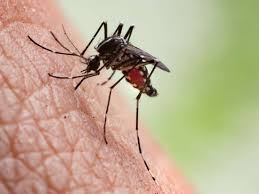Malaria Symptoms Treatment And Prevention