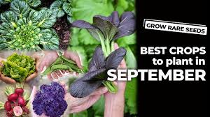 best seed crops to plant in september