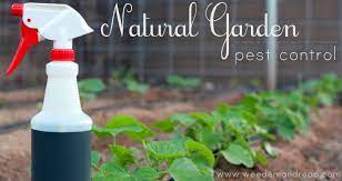 my organic garden pest control