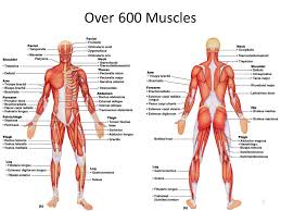 Muscles of the torso 2 // musculatura del tronco 2. Muscles Head Neck And Torso Ppt Video Online Download