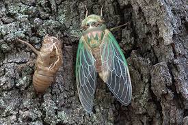 @conspiracystuff new cicada 3301 puzzle? The Call Of The Cicada College Of Liberal Arts Sciences At Illinois