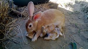 How Baby Rabbits Feeding Milk From Their Mother HD YouTube