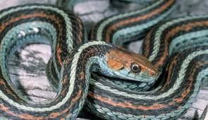 How much they should be fed and how often, how to do it, and what to do when a garter snake won't eat. Natural History