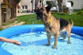 8 best dog pools a great way to let