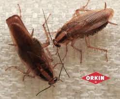 does boric acid kill roaches get