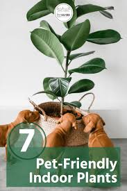 7 Pet Friendly Indoor Plants To Start