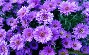 purple flowers desktop wallpaper