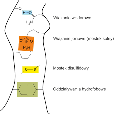 Etapy Powstawania 4 Rzedowej Struktury Bialka - Struktury białek - Laborant.pl