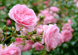 25 pink roses revealing the top