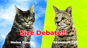 savannah cats vs maine s