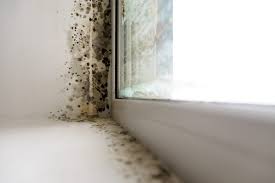 signs of black mold in your home mold