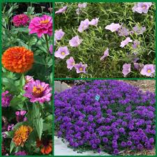 9 Annual Flowers To Thrive In Hot