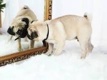 can-dogs-look-in-mirrors