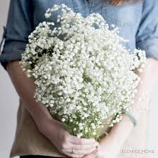 Here's your bridal bouquet, based on your zodiac sign. Fresh Baby S Breath Flower Bulk Fresh Wedding Flowers Online Flower Moxie