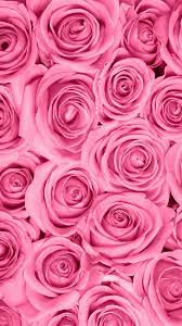 pink roses flower wallpaper