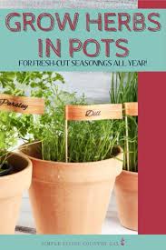How To Grow Herbs In Pots Simple