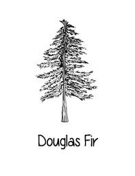 Pine tree is native to the western united states. Oregon State Coloring Pages By Loving Life In Kindergarten Tpt