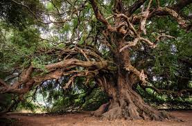 Les arbres : ces témoins du temps éternel – all4trees