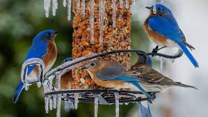 feeding birds in the winter diy