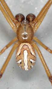 Black widow spiders are typically black with two reddish triangular markings usually joined to form a reddish hourglass shape on the what does a black widow baby spider look like? How To Identify Brown Widow Spiders Center For Invasive Species Research