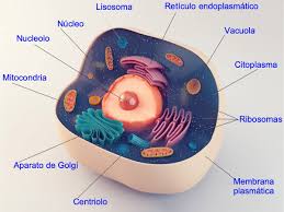 célula eucariota qué es