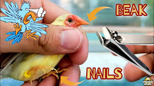 how to trim your birds nails and beak