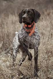Contact easily with the seller by calling or chatting. Late Season Ruffed Grouse Up Knorth Hunting Dogs Bird Dogs Dogs