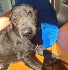 When this vet saved bronson the chocolate lab from being put down, he was no bigger than a chocolate milkshake! Dog For Adoption Joseph A Labrador Retriever In Tampa Fl Petfinder