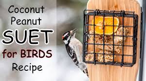 easy bird suet recipe for feeders