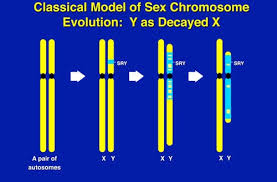 y chromosome male infertility the
