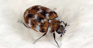 carpet beetle control of carpet