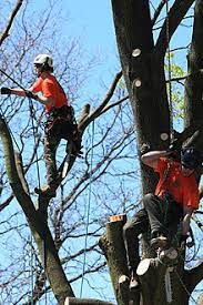 To become a certified arborist. Arborist Wikipedia