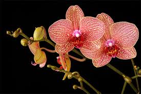 orchid care how to take care of your