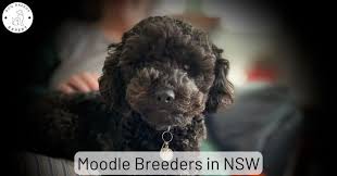 moodle breeders in new south wales nsw