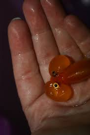 File:Bubble eye goldfish.jpg - Wikimedia Commons