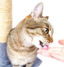 does your cat have bad breath tufts