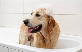 dog grooming experts