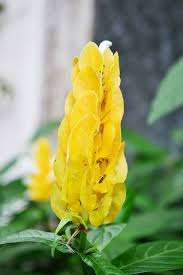 free photo of yellow flower