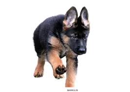 Overall, the price of a purebred german shepherd puppy can be somewhere in the range of $1,500 to $5,000. Barks In German Shepherd Price In India In Major Indian Cities
