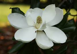 Magnolia virginiana, commonly called sweet bay magnolia, is native to the southeastern united states north along the atlantic coast to new york. Magnolia Home Garden Information Center
