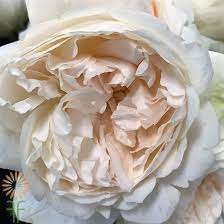 Purity Garden Roses L Whole Flowers