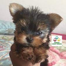 The standard parti color is black (blue), white, and gold (tan). Moringa Yorkie Terriers Video S Socal Yorkie Puppy Vids Yorkie Puppies For Sale Quality Tiny Teacup Toy Puppies Yorkies For Sale Southern Califorina Boutique Baby Doll Face Best Yorkie Breeders Usa Moringa For Dogs Mirco Yorkies Colorful Yorkie