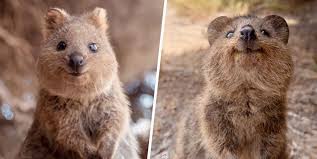 They're some of the smallest members of the macropod (or a quokka's big feet are tipped with very sharp claws. Quokkas Are So Cute People Can T Believe They Re Real Unilad