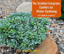 Small Evergreen Conifers For Winter